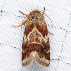 Schinia lynx