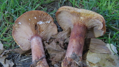 Lactarius rubrocinctus