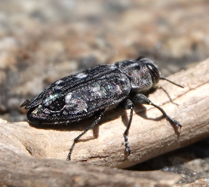 Chrysobothris femorata