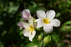 Polemonium carneum