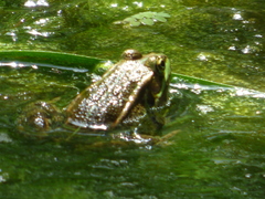 Pelophylax