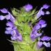 Common Selfheal - Photo (c) Don Loarie, some rights reserved (CC BY)