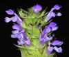 Prunella vulgaris vulgaris - Photo (c) Don Loarie, some rights reserved (CC BY)