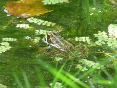 Pelophylax