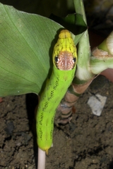 Eupanacra elegantulus