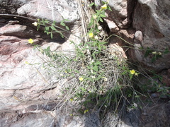Haplophyton crooksii