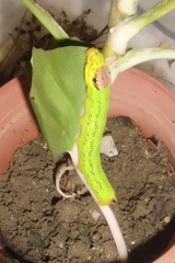 Eupanacra elegantulus