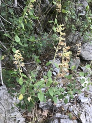 Teucrium flavum