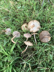 Inocybe curvipes
