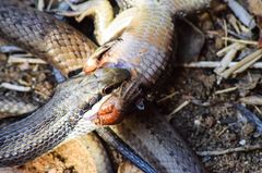 Dromicodryas bernieri