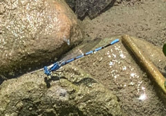 Argia nahuana