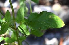 Prunella vulgaris vulgaris