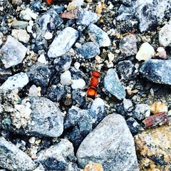 Pseudomethoca simillima