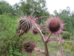 Cirsium lomatolepis