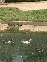 Anas platyrhynchos domesticus