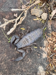 Hadogenes trichiurus