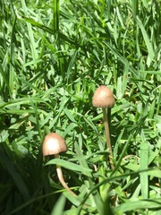 Fungi