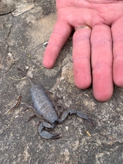 Hadogenes trichiurus