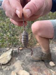 Hadogenes trichiurus