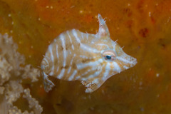 Acreichthys radiatus