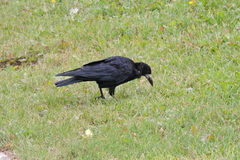 Corvus frugilegus