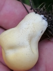 Lycoperdon flavotinctum