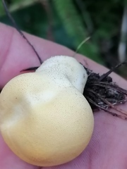 Lycoperdon flavotinctum