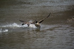 Branta canadensis