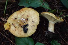 Lactarius citriolens