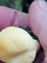 Lycoperdon flavotinctum