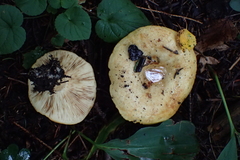 Lactarius citriolens