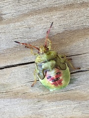 Elasmostethus interstinctus