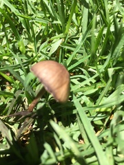 Fungi
