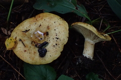 Lactarius citriolens
