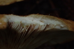 Lactarius citriolens