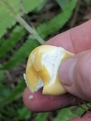 Lycoperdon flavotinctum