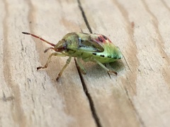 Elasmostethus interstinctus