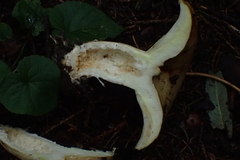 Lactarius citriolens