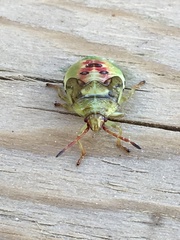 Elasmostethus interstinctus