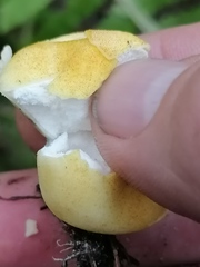 Lycoperdon flavotinctum