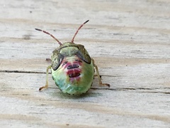 Elasmostethus interstinctus