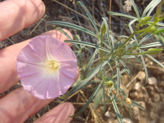 Ipomoea ternifolia