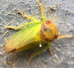 Iassinae