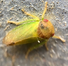 Iassinae