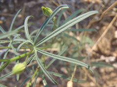 Ipomoea ternifolia