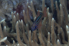 Ostorhinchus compressus