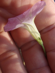 Ipomoea ternifolia