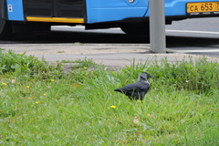 Corvus monedula