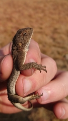 Agama aculeata distanti