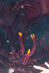 Allogalathea elegans